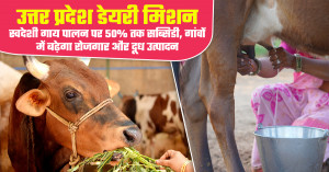 उत्तर प्रदेश डेयरी मिशन: स्वदेशी गाय पालन पर 50% तक सब्सिडी, गांवों में बढ़ेगा रोजगार और दूध उत्पादन