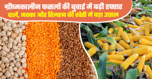 Summer Crop Sowing Gains Momentum in India, Pulses and Oilseeds Register Sharp Rise