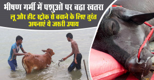 Heatwave Threat Looms over Livestock: Follow These Essential Tips to Protect Cattle from Heat Stroke