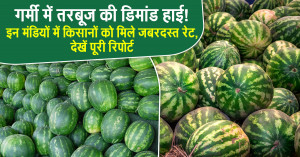 Watermelon Demand Surges in Summer! Farmers Get Strong Prices in These Mandis — Full Report