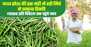 हरी मिर्च का भाव - (31 मई, 2026)