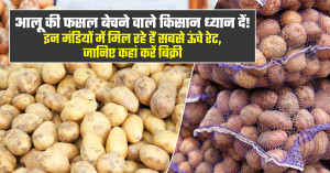 Potato farmers take note! these markets are offering the highest prices – find out where to sell