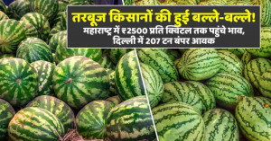 तरबूज का भाव - (03 जून, 2026)