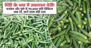 भिंडी का भाव (04 जून, 2026)