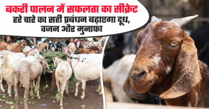 Best green fodder for goats: improve health, weight and milk production