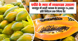 Papaya market prices surge! jaipur records ₹4,000 per quintal despite heavy arrivals