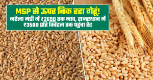 Wheat farmers get a boost! prices rise ₹65 above MSP, wheat sold at ₹2,650 per quintal in this market