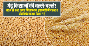गेहूं किसानों की चमकी किस्मत! यूपी