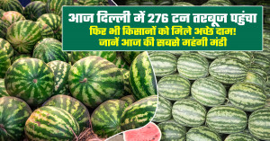 Watermelon market prices remain strong despite heavy arrivals in delhi; check today's highest-paying markets
