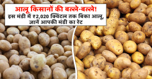 Potato farmers get strong prices! Potatoes sell up to ₹2,020 per quintal in this market, check rates in your mandi