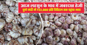 Garlic market prices surge sharply; pune market touches ₹22,000 per quintal