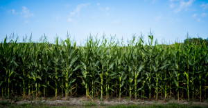 MSP 2026-27 announced: government releases new support prices for kharif, rabi and commercial crops