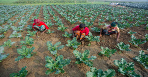 Madhya Pradesh records major surge in vegetable production, adds 2.16 million tonnes in four years