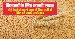 Wheat selling alert for farmers: check which market is offering the best prices before you sell