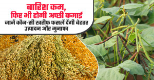 बारिश कम, फिर भी होगी अच्छी कमाई; जानें कौन-सी खरीफ फसलें देंगी बेहतर उत्पादन और मुनाफा