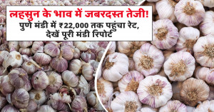 लहसुन का भाव (14 जून, 2026)