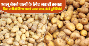 Important Update for Potato Farmers! Which Market Offered the Highest Price? Check the Full Report