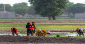Special drive in assam to bring lakhs of farmers under government welfare schem