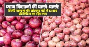 Good news for onion farmers! prices touch ₹2,500 in surat despite heavy arrivals – full market report
