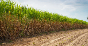 Up pushes sustainable sugarcane farming, 15000 subsidised sprayers to help reduce chemical fertiliser use