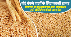 Wheat market update: bihar prices reach ₹2,800 per quintal, check which markets are offering higher returns