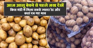 Potato market update: check today's highest potato prices and markets where rates remained under pressure