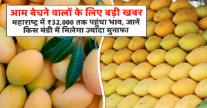 Mango market update: prices touch ₹32,000 per quintal in maharashtra, check which markets offer better returns