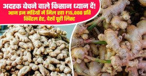 Ginger market update: farmers getting up to ₹15,000 per quintal in selected markets, check full price list