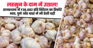 Garlic prices witness historic surge: rajasthan records ₹30,002 per quintal, strong momentum seen in pune and baran markets