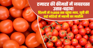Tomato market prices see sharp volatility: delhi touches ₹4,800 per quintal, weak trend in several uttar pradesh markets