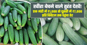 Cucumber market shock on june 22, 2026: prices range from ₹1,000 to ₹7,000 per quintal across India