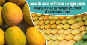 Mango market prices on june 23, 2026: rates touch ₹17,000 per quintal in maharashtra, delhi records highest arrivals
