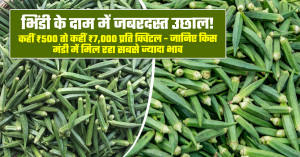 Okra market prices jumped sharply on june 23, 2026: prices ranged from ₹500 to ₹7,000 per quintal across india