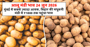 Potato market prices on june 24, 2026: mumbai records highest arrivals, madhubani touches ₹1,800 per quintal