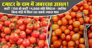 Tomato prices see sharp fluctuations on june 25, 2026: rates range from ₹750 to ₹4,000 per quintal across major markets