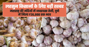 Garlic farmers receive big boost: maharashtra markets surge as pune records prices up to ₹26,000 per quintal
