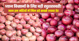 Onion Market Update: Prices Reach ₹2,800–₹3,100 per Quintal in Select Markets Despite Heavy Arrivals