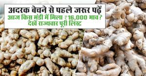 Ginger market prices on june 28, 2026: jagadhri records ₹16,000 per quintal, strong demand keeps rates firm