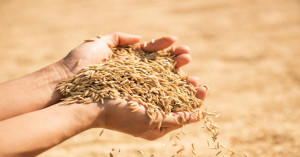 Rice Pest Alert: Know When and Which Pest Attacks Paddy Crop, Timely Management Can Save Yield