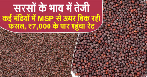 Mustard prices rise again: rates range from ₹4,100 to ₹7,365 per quintal, check which market offered the highest price