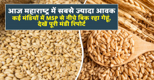 Wheat Prices Today: rates range between ₹2,300 and ₹2,699 per quintal, check which markets are offering the highest returns