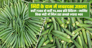 Okra market prices surge sharply on july 1, 2026: rates range from ₹300 to ₹6,000 per quintal across major markets