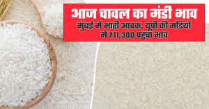 Rice market prices today: heavy arrivals in mumbai, premium rice touches ₹11,300 per quintal in uttar pradesh