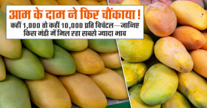 Mango market prices surprise farmers again: rates range from ₹1,000 to ₹10,000 per quintal across Haryana markets
