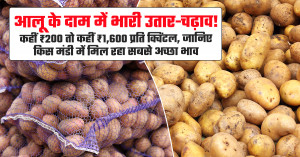 Potato market prices show sharp fluctuations on july 2, 2026: rates range from ₹200 to ₹1,600 per quintal across major markets