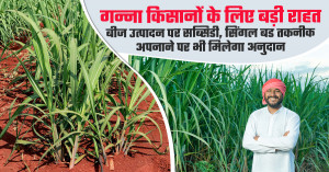 Bihar announces sugarcane subsidy: up to ₹310/quintal for seed production, ₹15,000/acre incentive for single bud technology