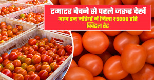 Tomato market prices today (3 july, 2026): prices touch ₹5,000 per quintal in top markets