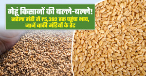 Wheat farmers receive good news: narela market records ₹5,392 per quintal, check rates across major markets