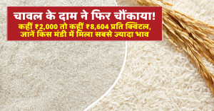 Rice market prices surprise markets again: rates range from ₹2,000 to ₹8,604 per quintal, check which market recorded the highest price