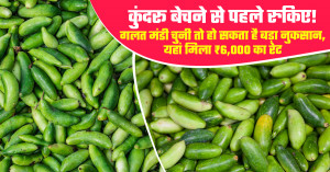 Selling kundru? check market rates before you sell - wrong market choice could reduce profits as prices reach ₹6,000 per quintal